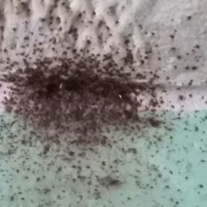 Уничтожение насекомых – Балашиха