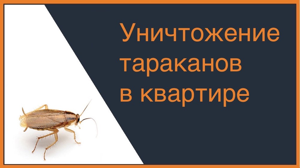 Уничтожение тараканов в квартире в Балашихе