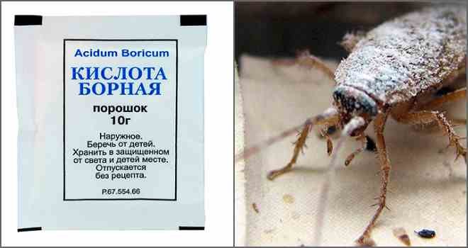 Борная кислота от тараканов – отзывы в Балашихе