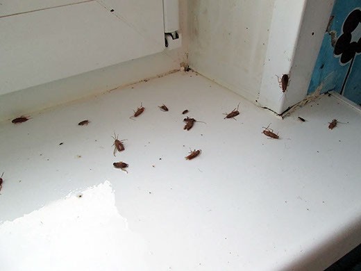 Дезинфекция от тараканов в Балашихе – цены