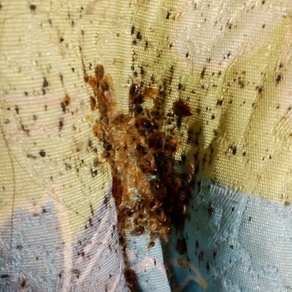 Уничтожение насекомых в Балашихе (гостинка)
