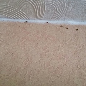 Выведение тараканов в квартире цена Балашиха