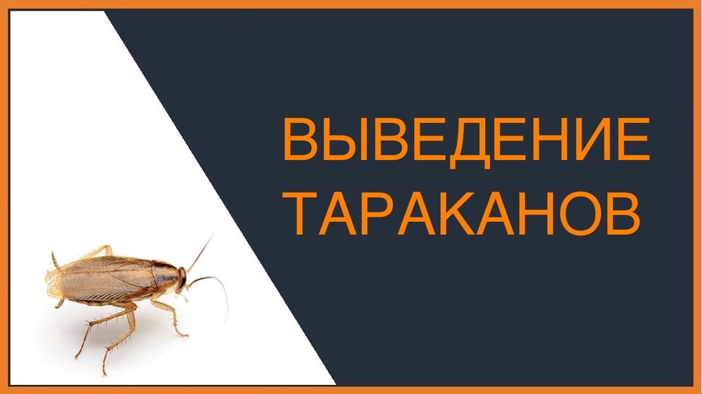 Выведение тараканов в Балашихе
