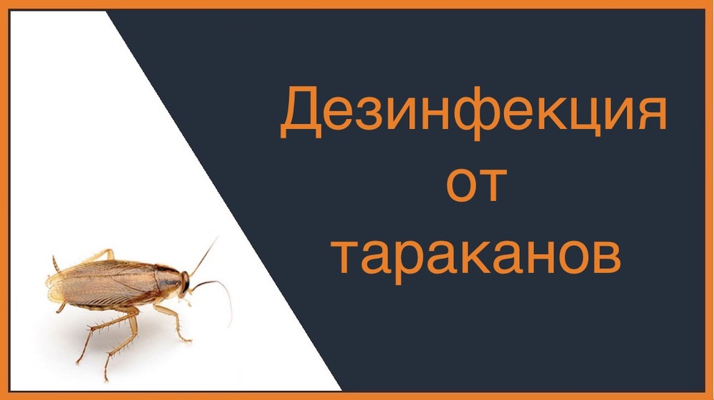 Дезинфекция от тараканов в Балашихе