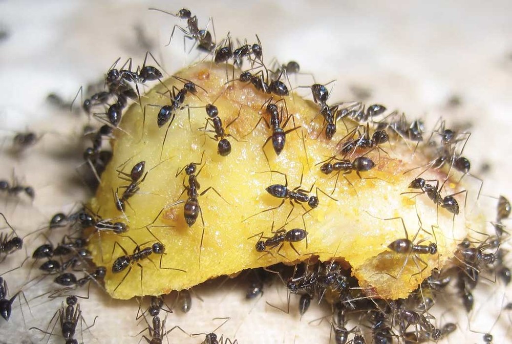 Уничтожение муравьев в квартире в Балашихе